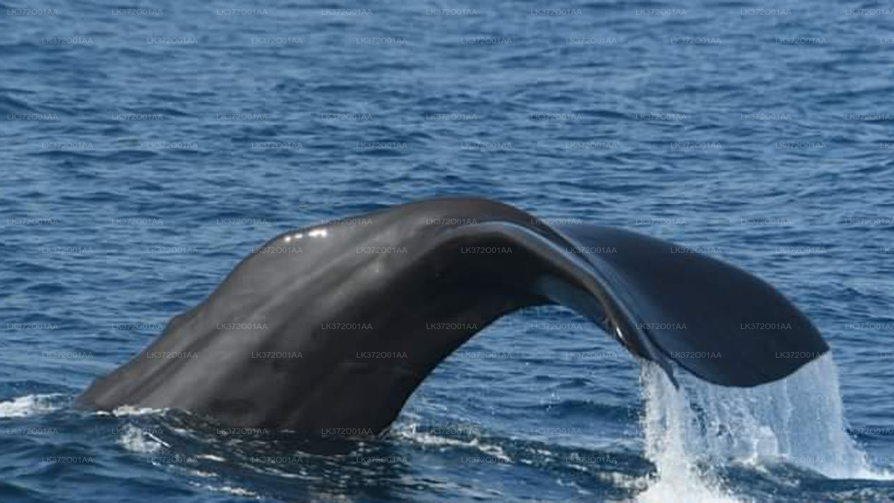 Avistamiento de ballenas desde Hiriketiya en barco compartido