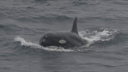 Excursión en yate para avistar ballenas desde Trincomalee