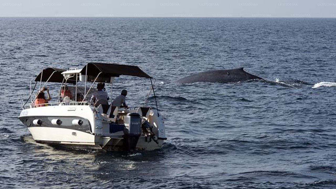Whale Watching from Trincomalee on Private Boat