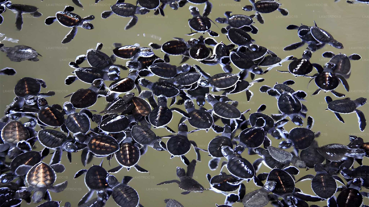 Traslado privado de Negombo a Hiriketiya con paradas turísticas