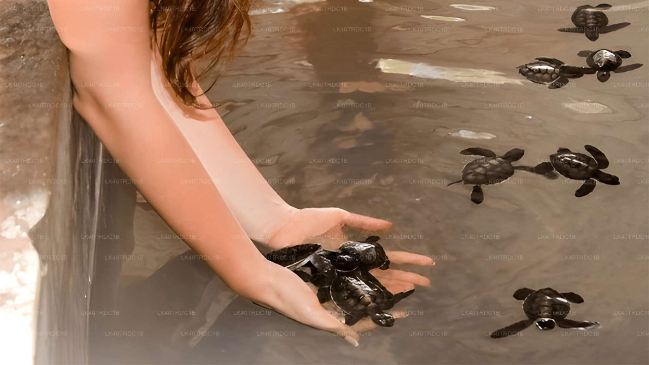 Traslado privado de Negombo a Hiriketiya con paradas turísticas