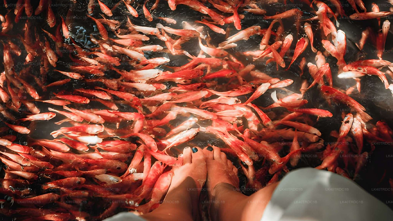 Traslado privado de Negombo a Hiriketiya con paradas turísticas