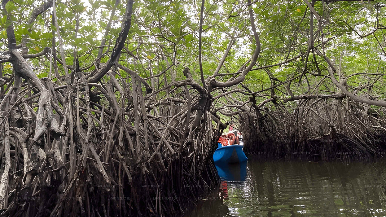 Traslado privado de Negombo a Hiriketiya con paradas turísticas