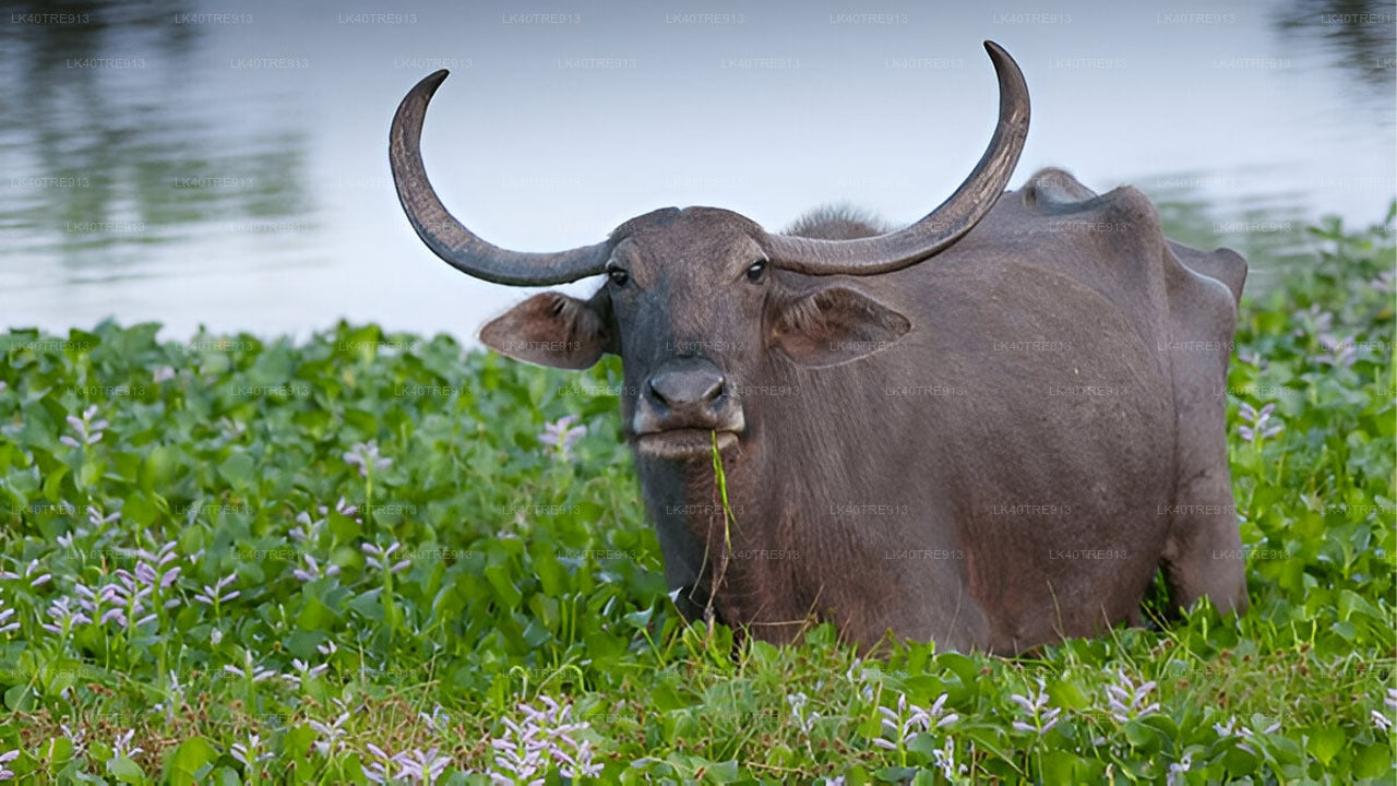 Tour privado de Sigiriya a Kandy con Wasgamuwa Safari