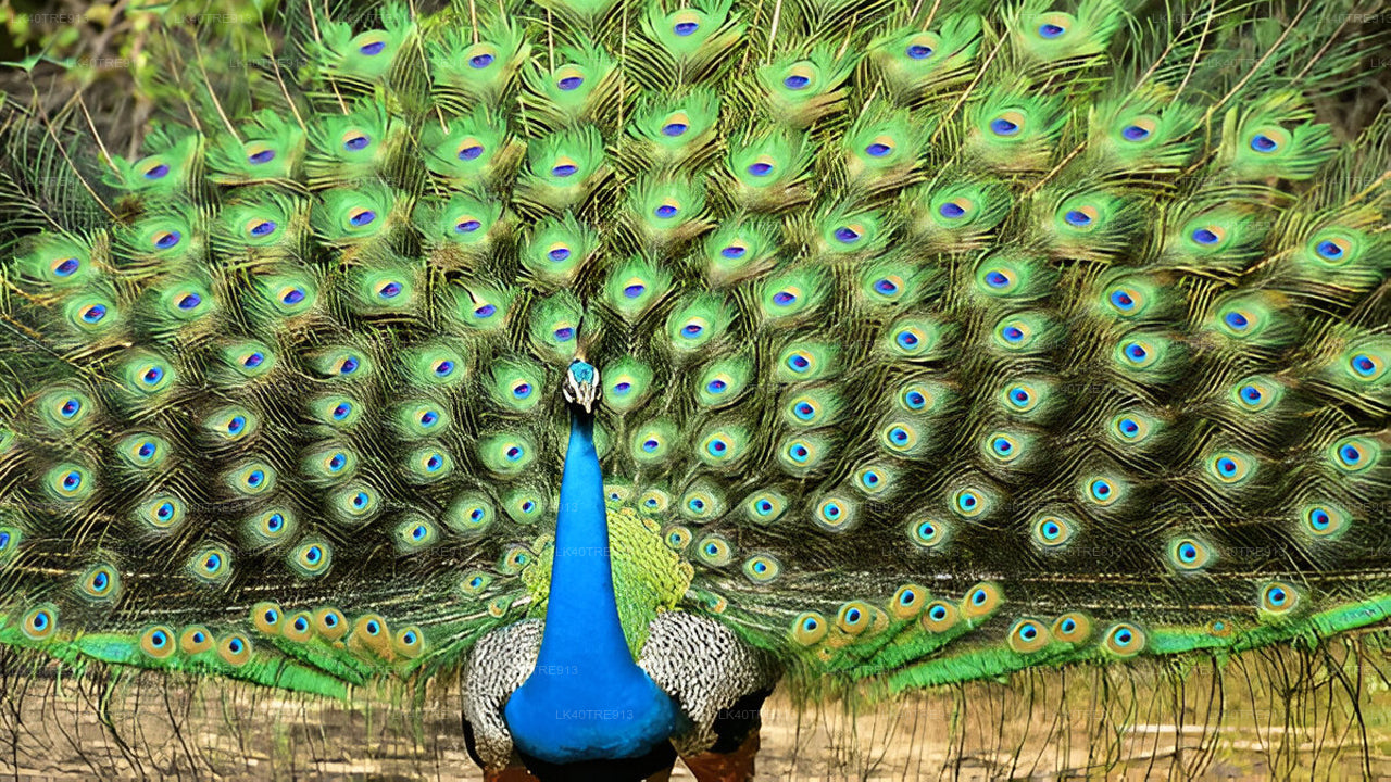 Tour privado de Sigiriya a Kandy con Wasgamuwa Safari