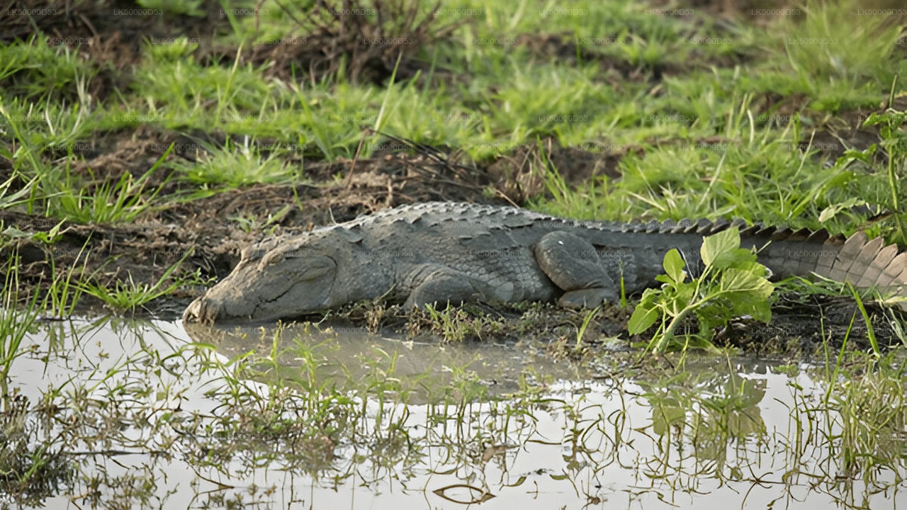 Tour privado de Hiriketiya a Ella con Yala Safari