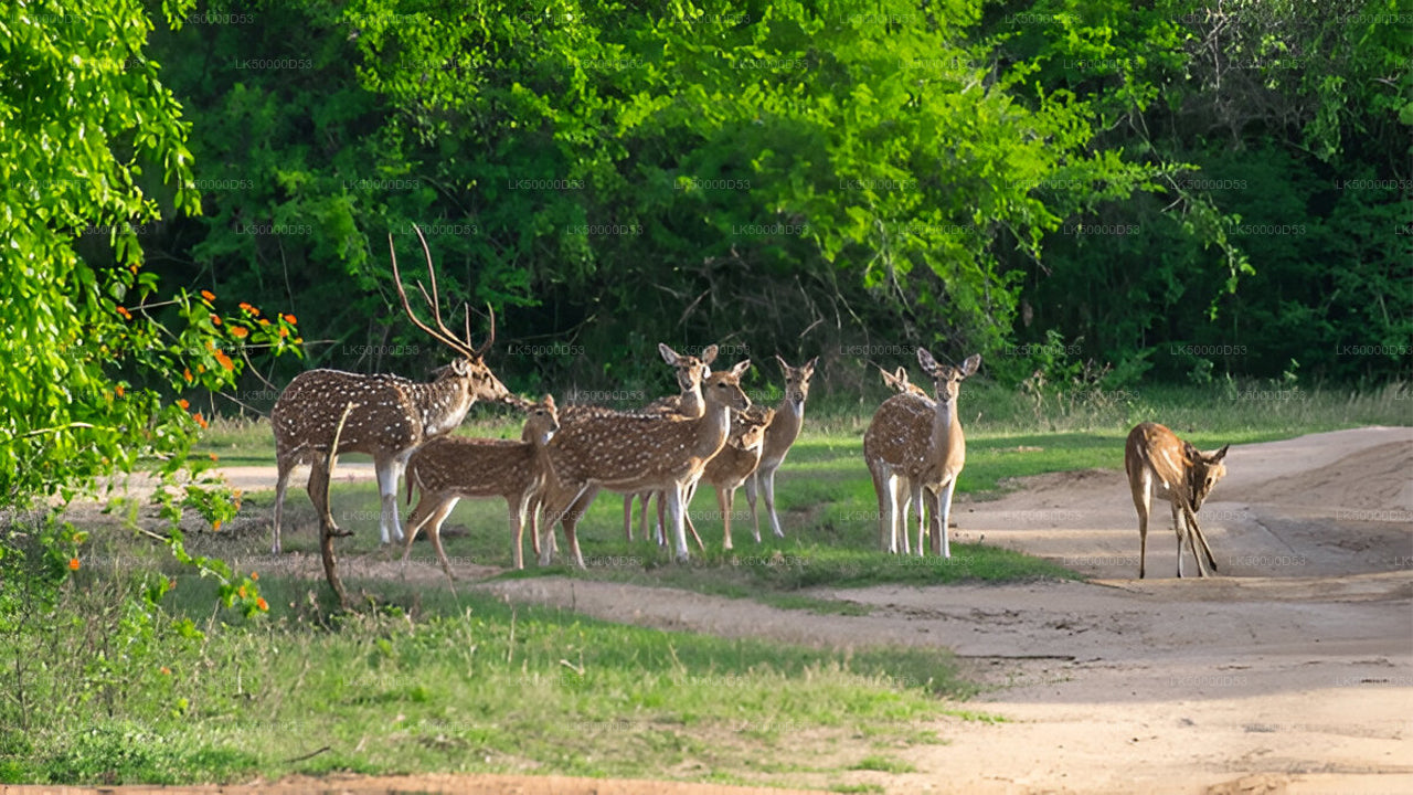 Tour privado de Hiriketiya a Ella con Yala Safari
