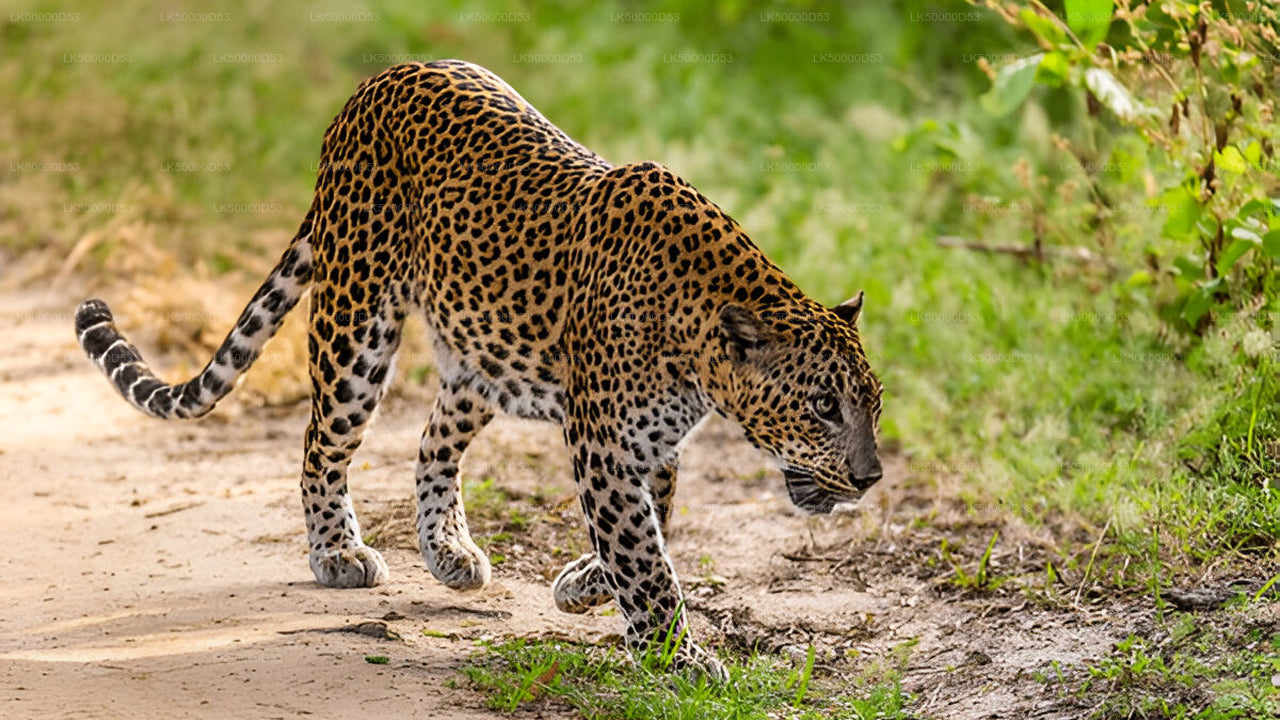 Tour privado de Hiriketiya a Ella con Yala Safari