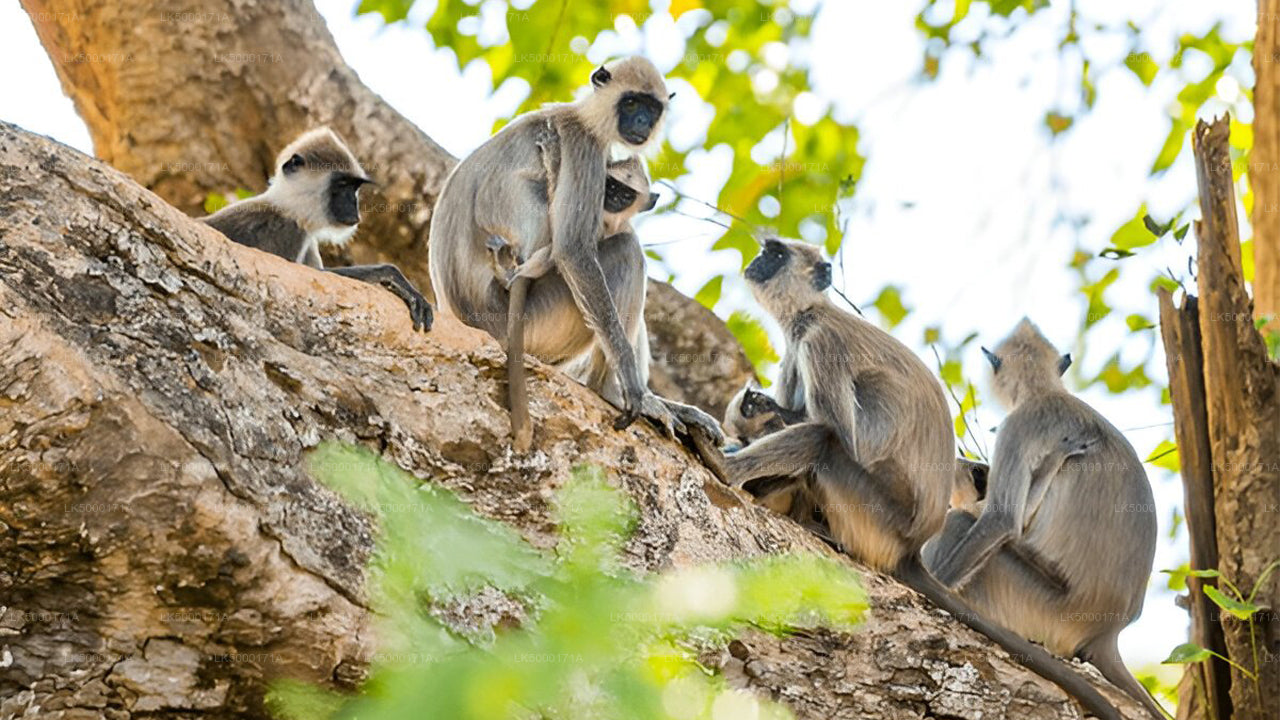 Boleto de entrada al Parque Nacional de Udawalawe