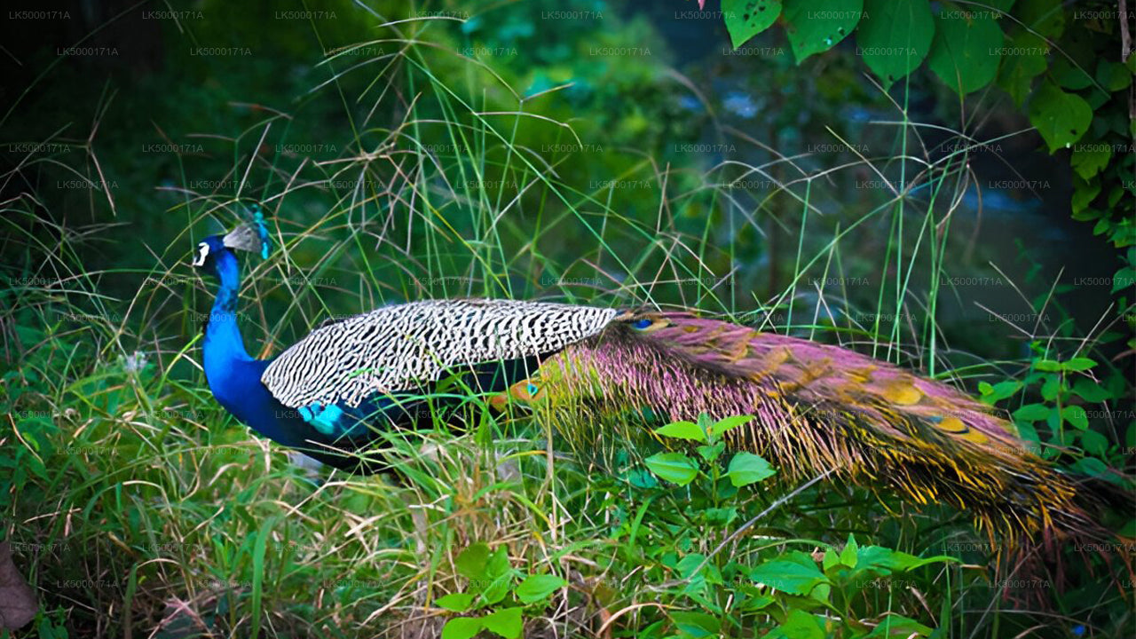 Safari privado en el Parque Nacional Udawalawe