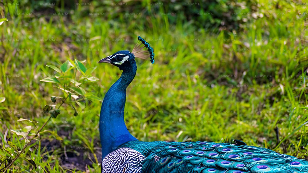 Safari privado en el Parque Nacional Udawalawe