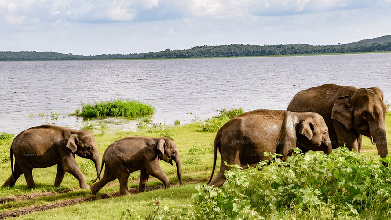 Boleto de entrada al Parque Nacional de Udawalawe