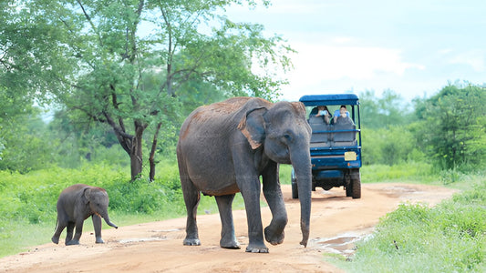 A private tour from Ella to Weligama with a stop at Udawalawe National Park, featuring elephants and a safari vehicle.