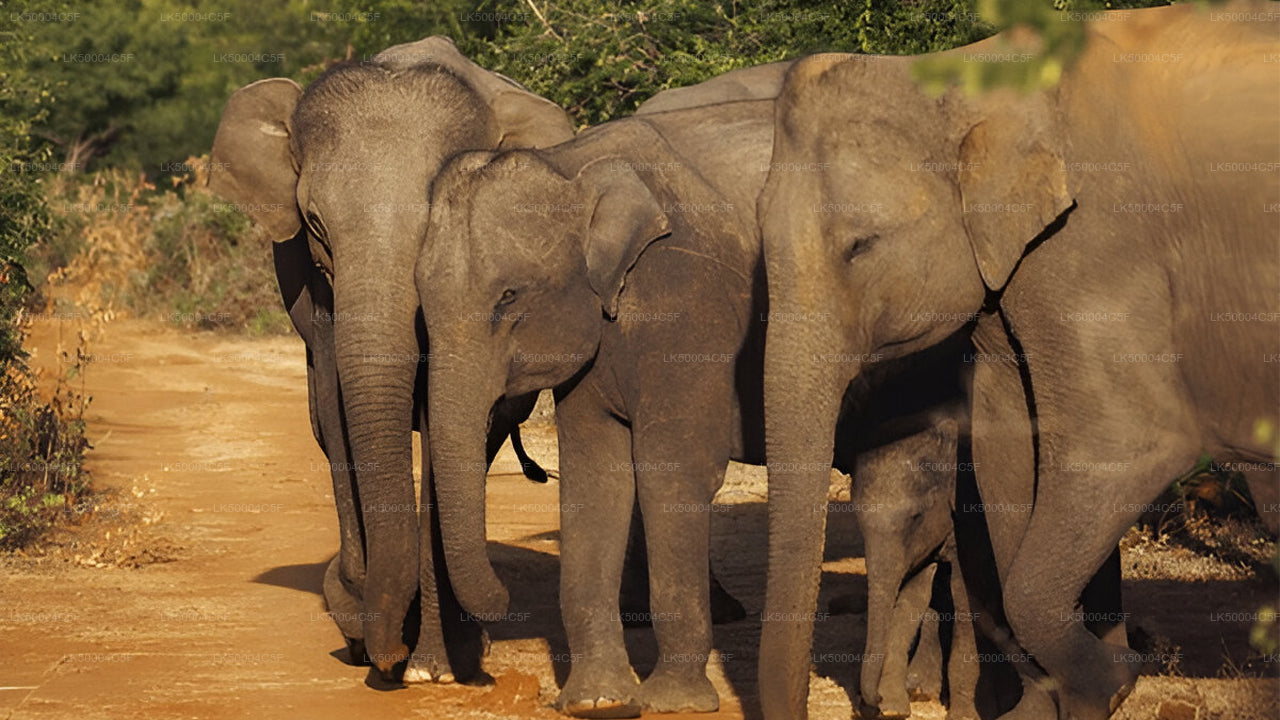 Tour privado de Ella a Weligama con Udawalawe Safari