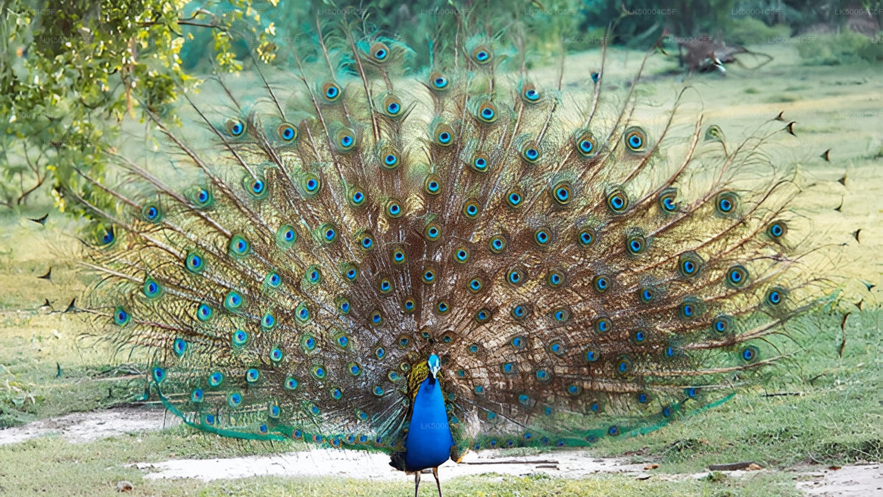 Tour privado de Ella a Weligama con Udawalawe Safari