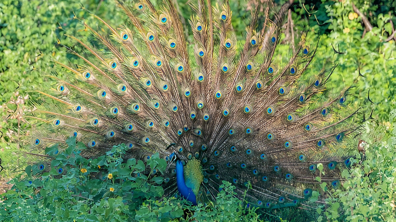 Tour privado de Ella a Weligama con Udawalawe Safari