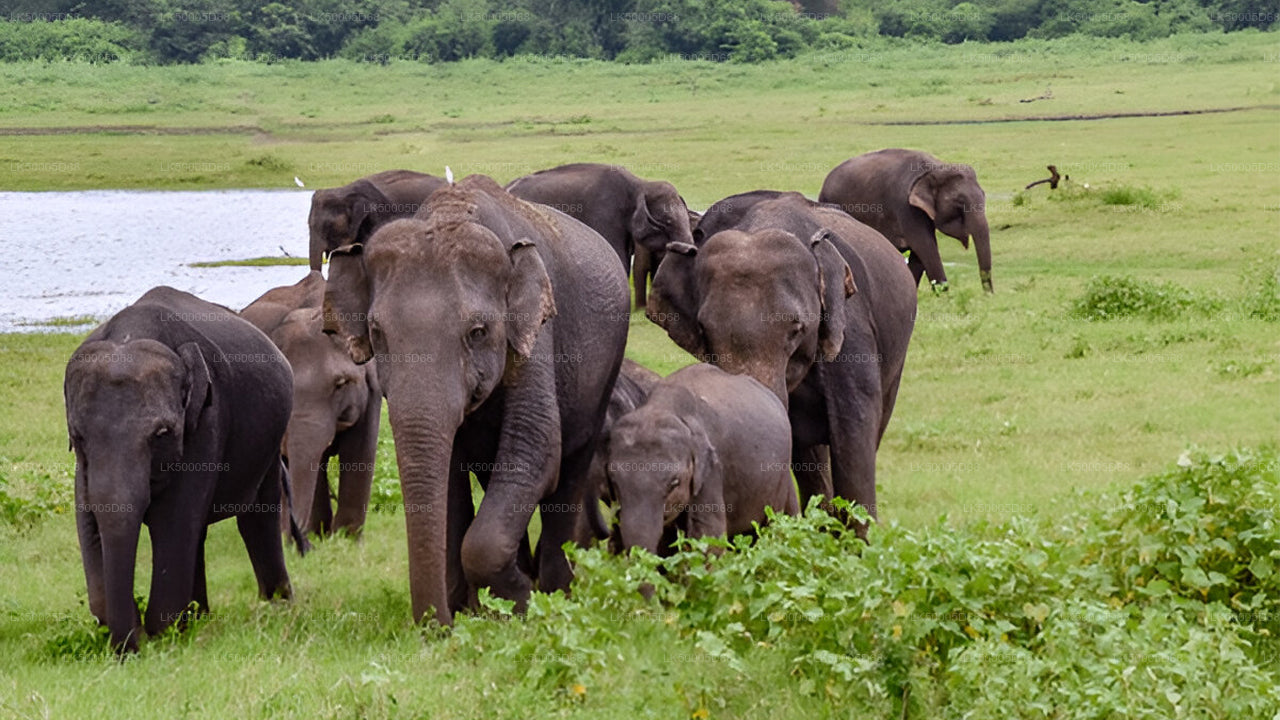 Tour privado de Hiriketiya a Ella con Udawalawe Safari