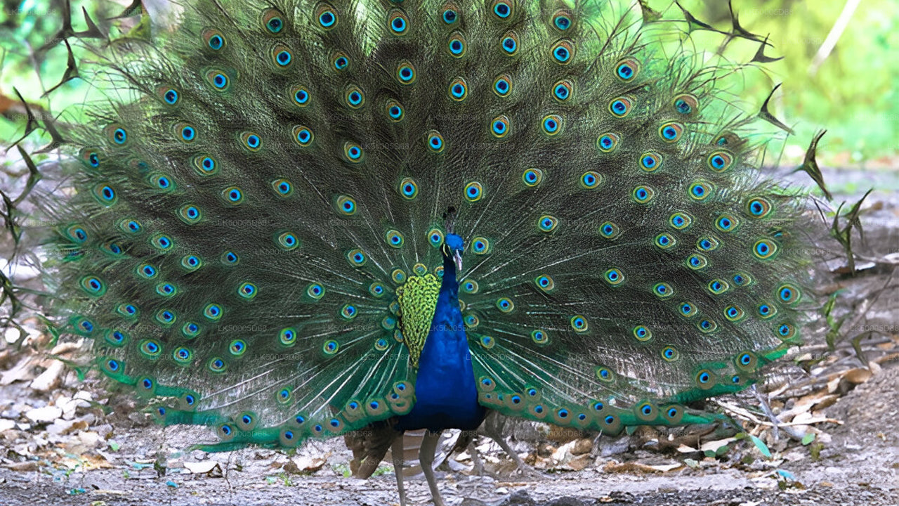 Tour privado de Hiriketiya a Ella con Udawalawe Safari