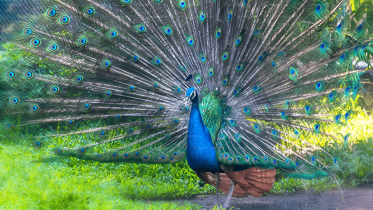 Tour privado de Hiriketiya a Ella con Udawalawe Safari