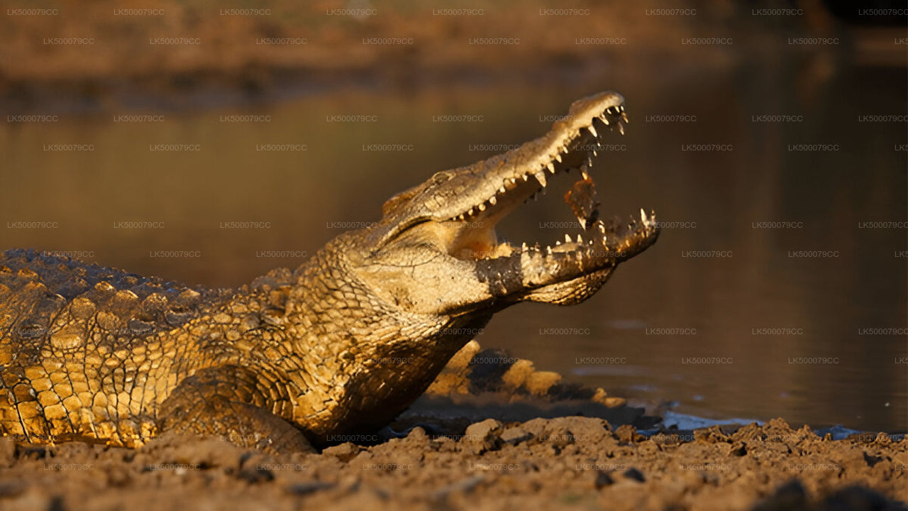 Excursión privada de Ella a Tangalle con Yala Safari