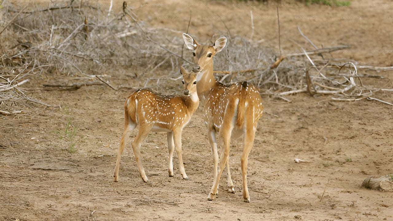 Excursión privada de Ella a Tangalle con Yala Safari
