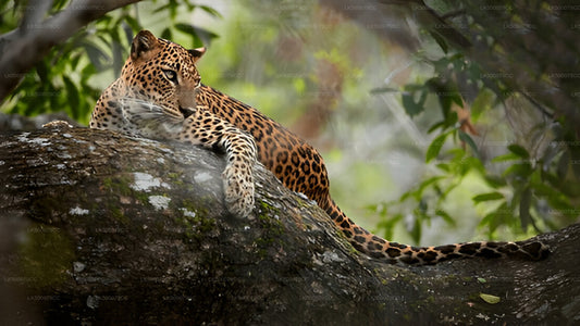 A leopard resting on a rock in a forested area, likely in Yala National Park.