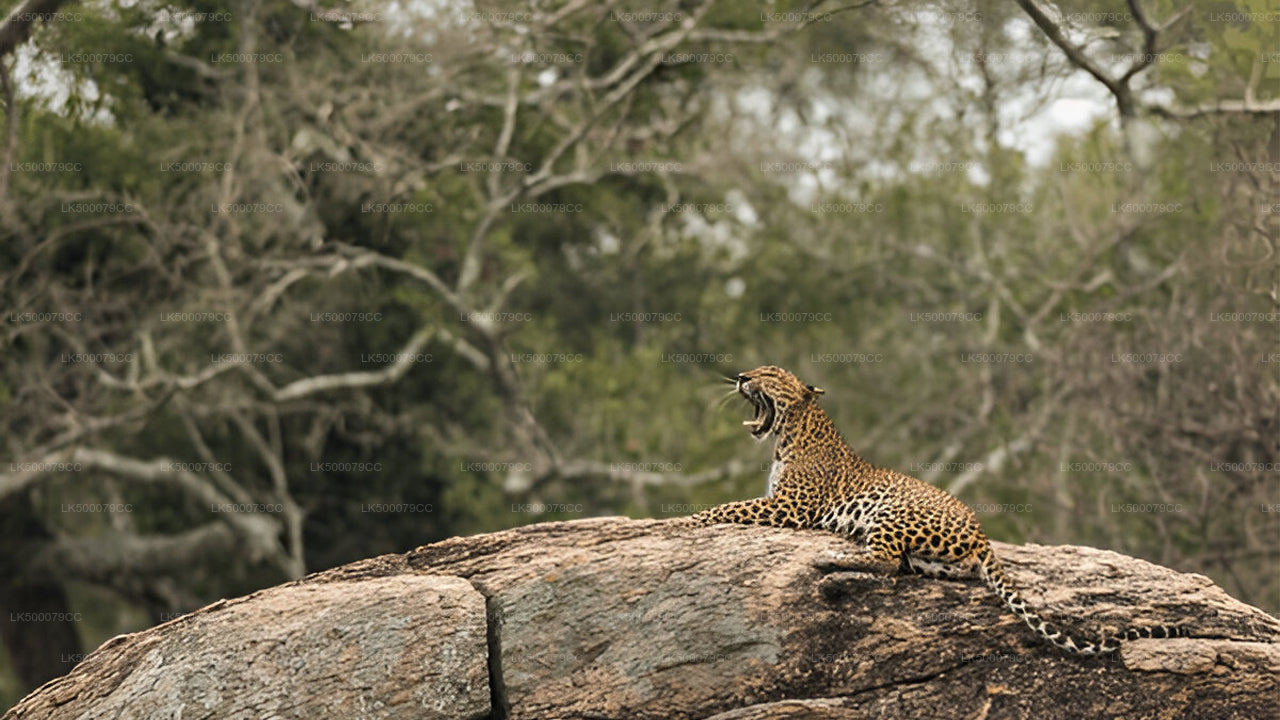 Excursión privada de Ella a Tangalle con Yala Safari