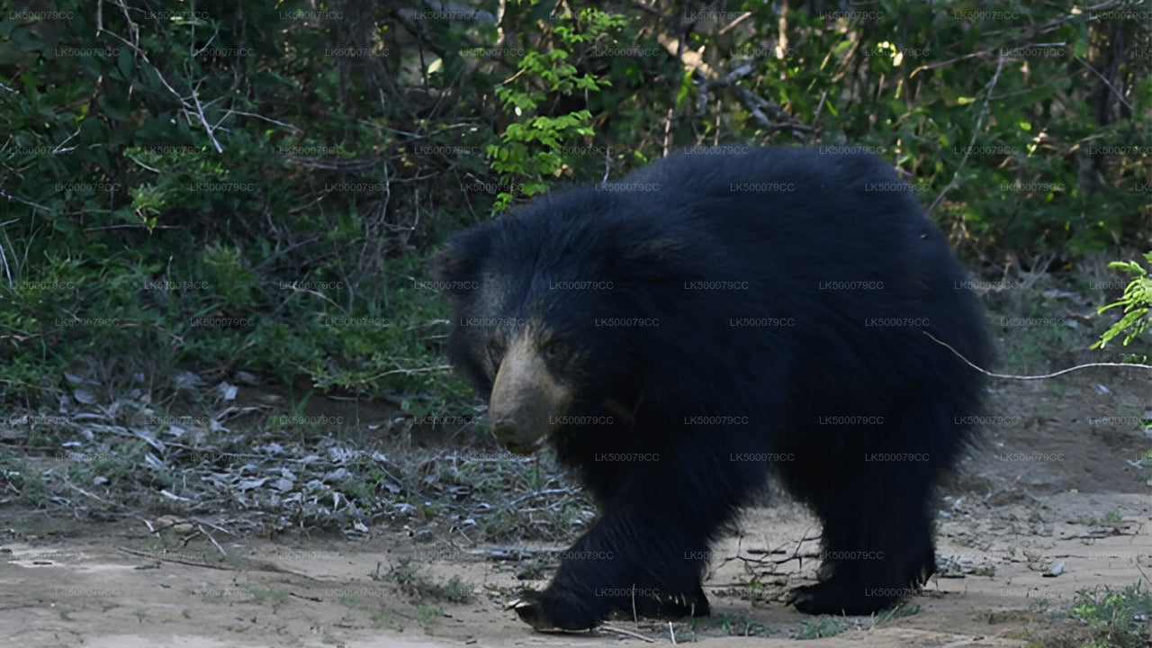 Excursión privada de Ella a Tangalle con Yala Safari