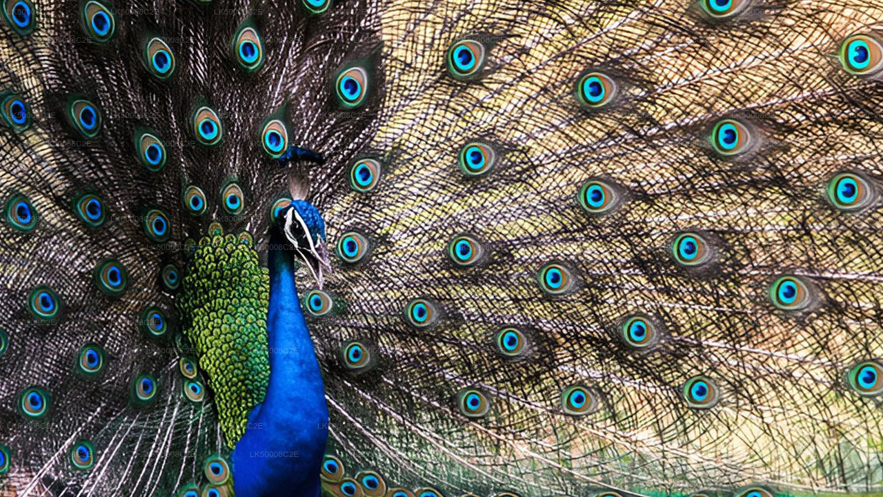 Private Tour from Ella to Galle with Udawalawe Safari