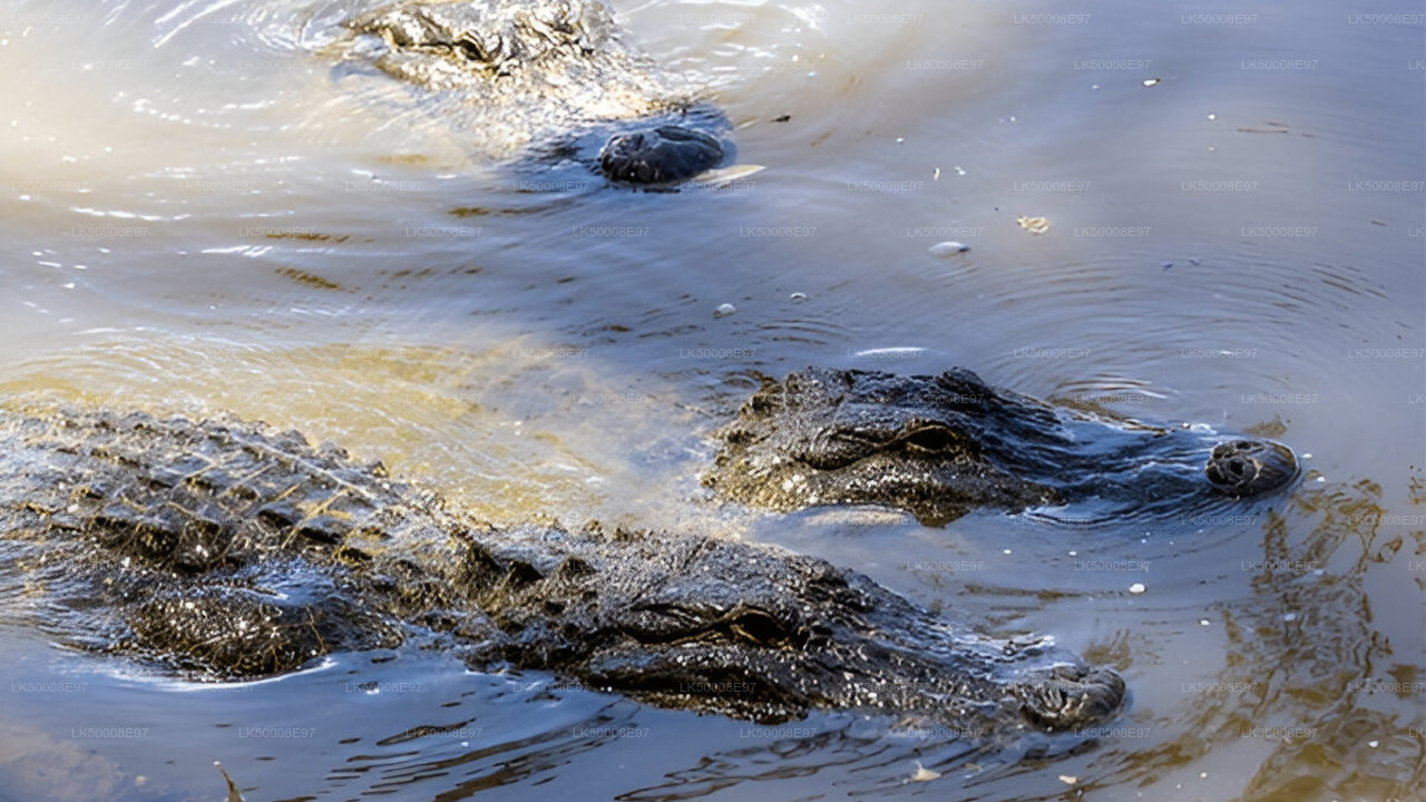 Safari en el Parque Nacional de Udawalawe desde Mirissa