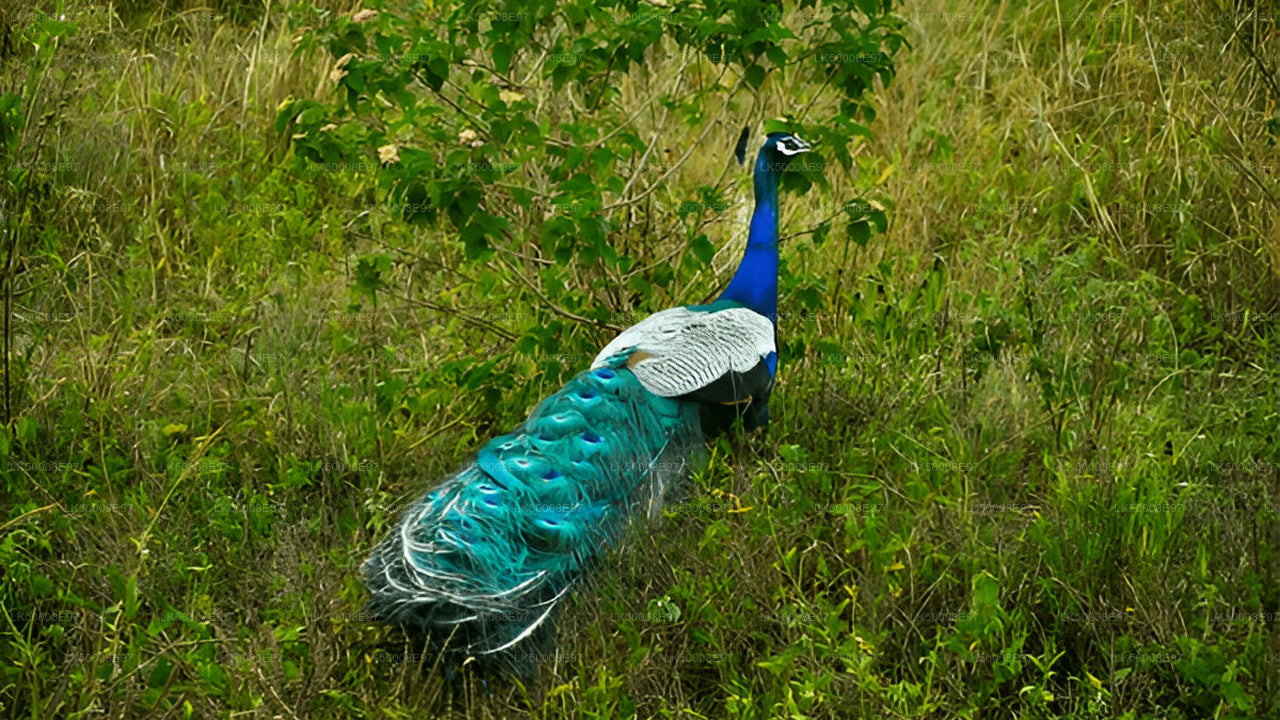 Safari en el Parque Nacional de Udawalawe desde Mirissa