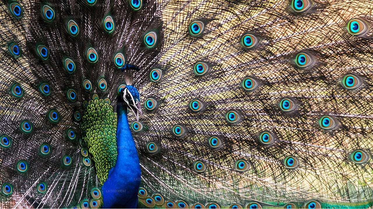 Safari en el Parque Nacional de Udawalawe desde Mirissa