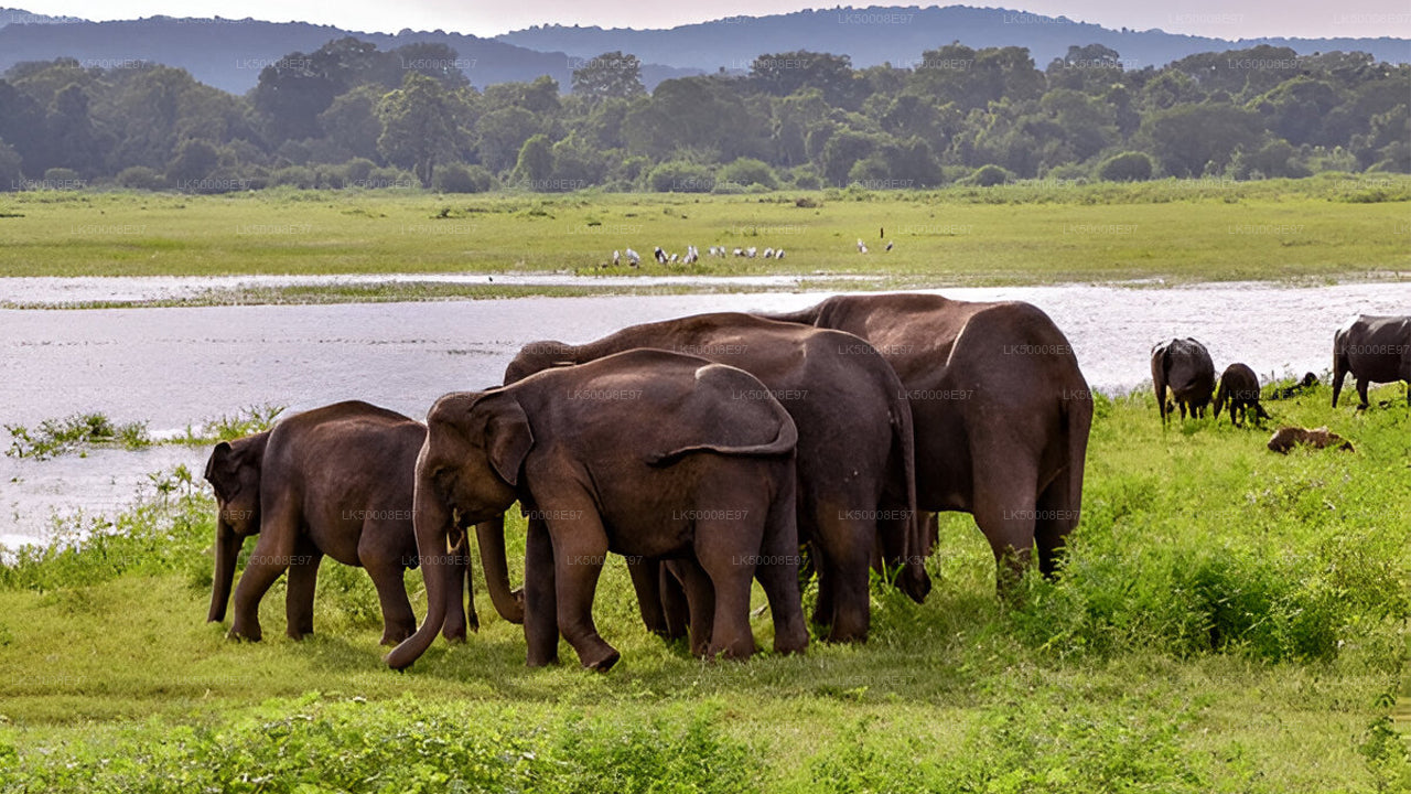 Safari en el Parque Nacional de Udawalawe desde Mirissa