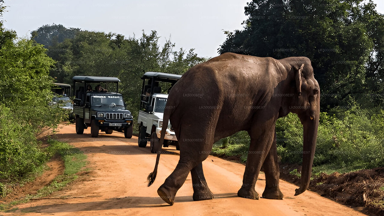 Safari en el Parque Nacional de Udawalawe desde Mirissa