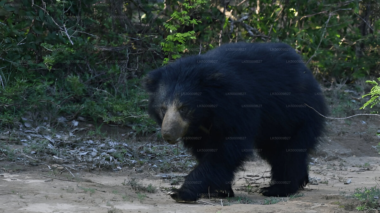 Tour privado de Weligama a Ella con Yala Safari