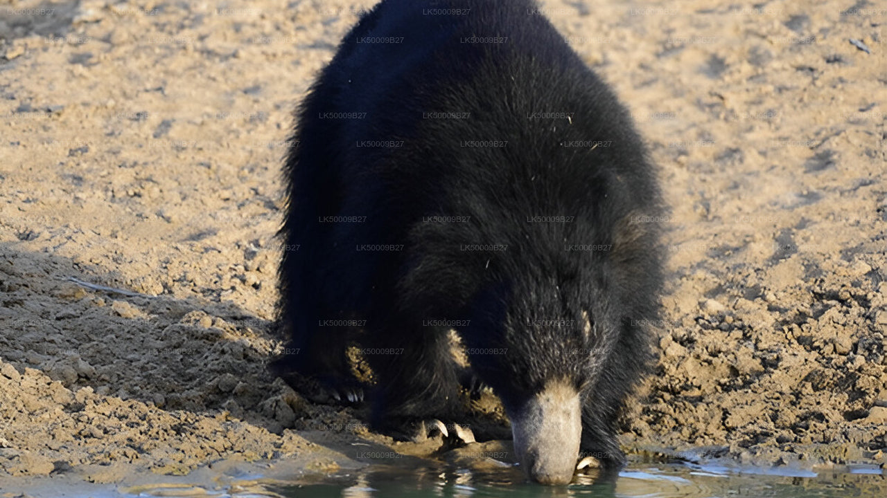 Tour privado de Weligama a Ella con Yala Safari