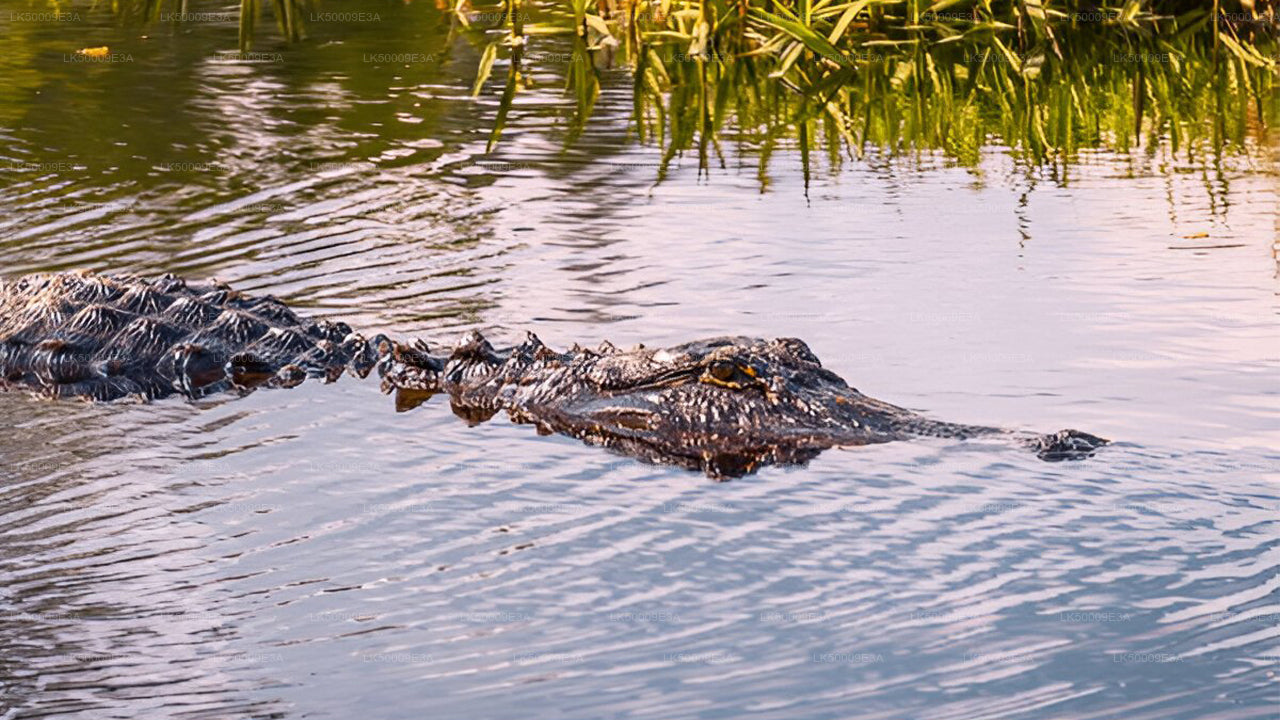 Boleto de entrada al Parque Nacional de Udawalawe