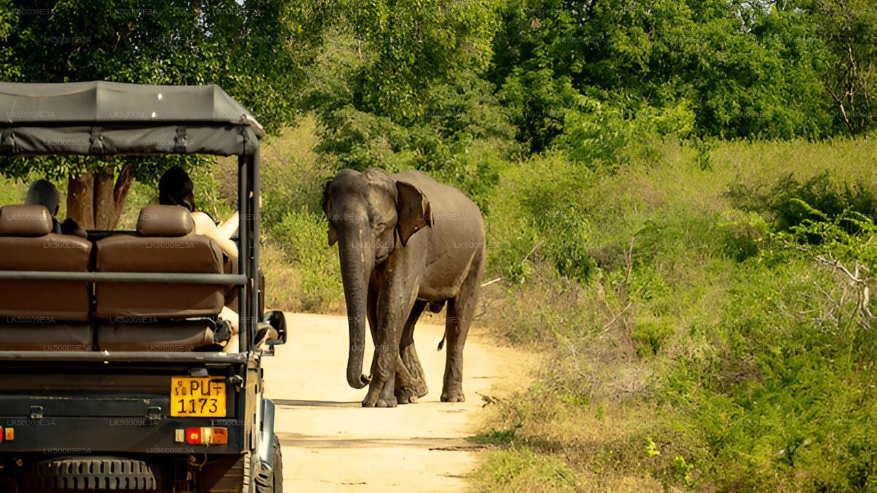 Boleto de entrada al Parque Nacional de Udawalawe