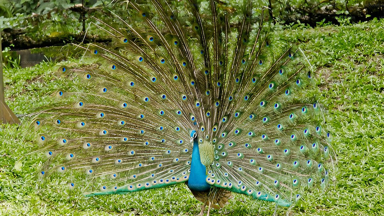 Boleto de entrada al Parque Nacional de Udawalawe