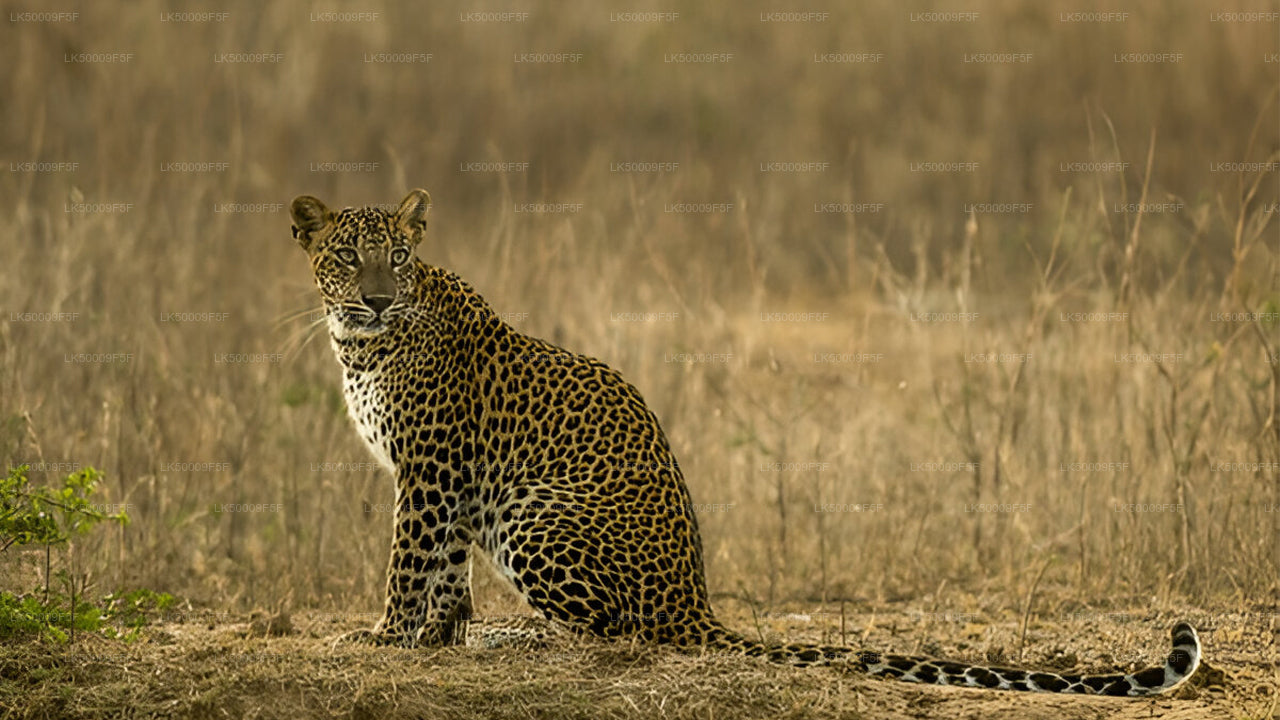 Private Tour from Ella to Mirissa with Yala Safari