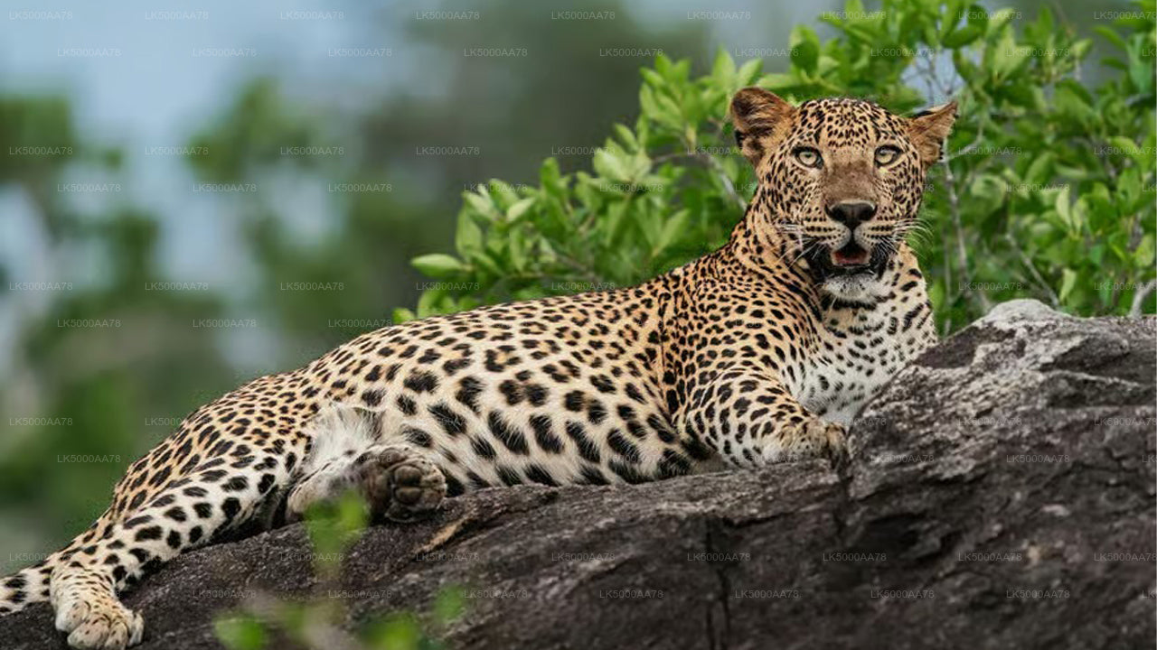 Safari privado en el Parque Nacional Wilpattu