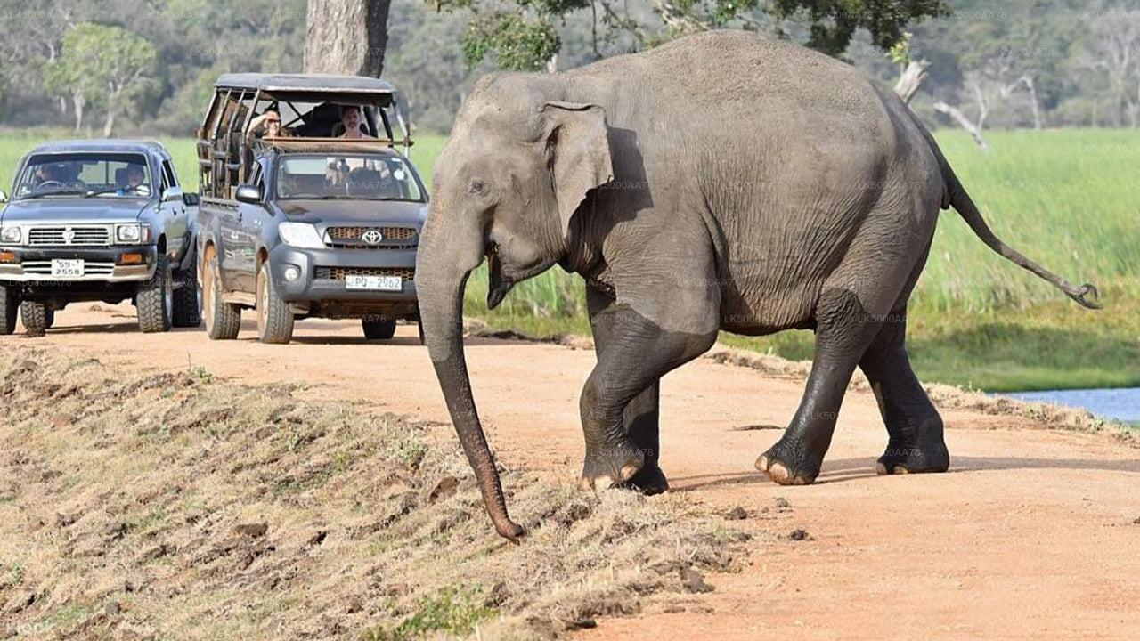 Safari privado en el Parque Nacional Wilpattu