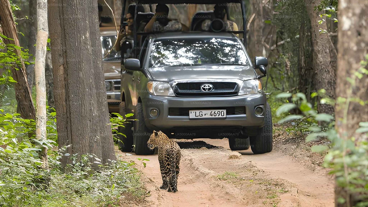 Safari privado en el Parque Nacional Wilpattu
