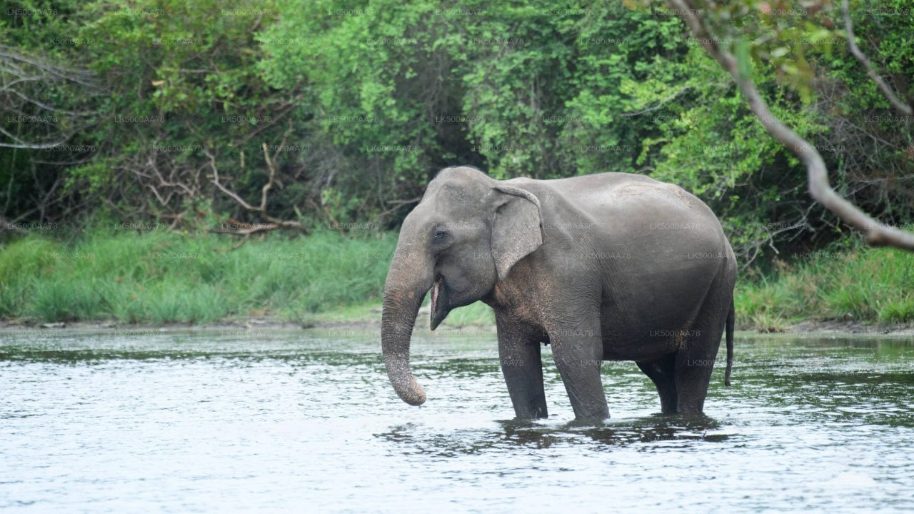 Safari privado en el Parque Nacional Wilpattu