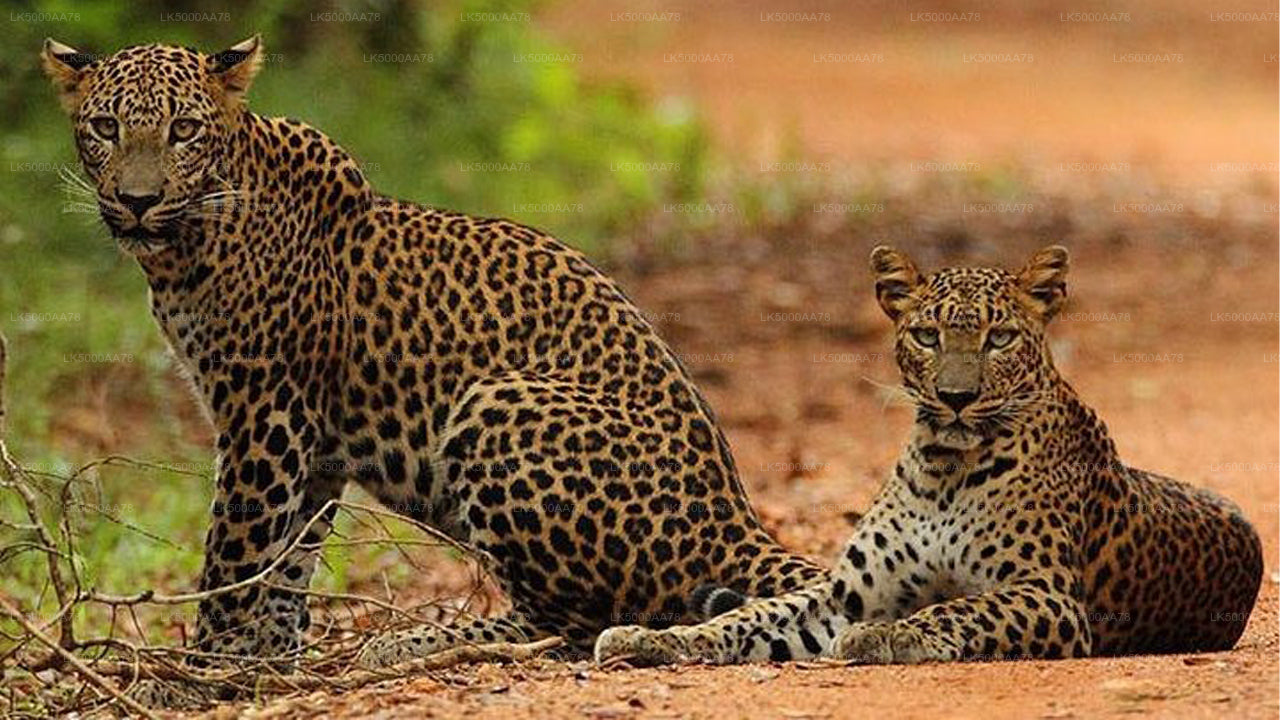 Safari privado en el Parque Nacional Wilpattu