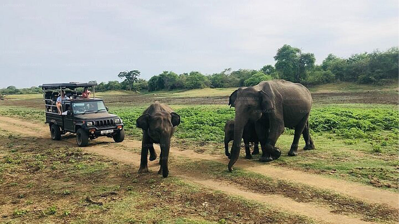 Safari privado en el Parque Nacional Wilpattu