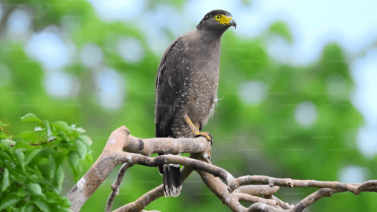 Excursión privada de Galle a Ella con Yala Safari