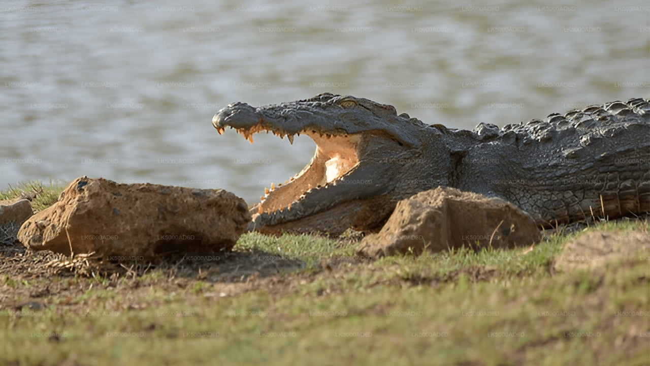Excursión privada de Galle a Ella con Yala Safari
