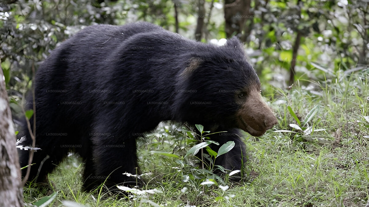 Excursión privada de Galle a Ella con Yala Safari