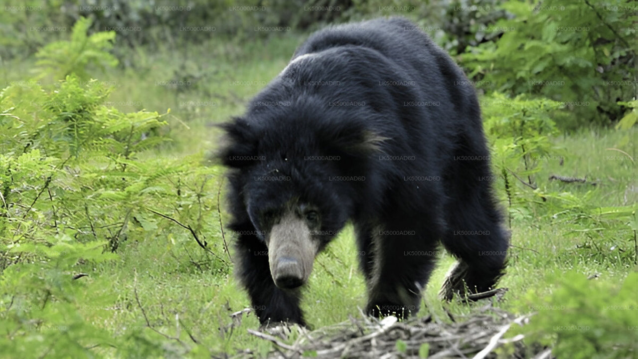 Excursión privada de Galle a Ella con Yala Safari